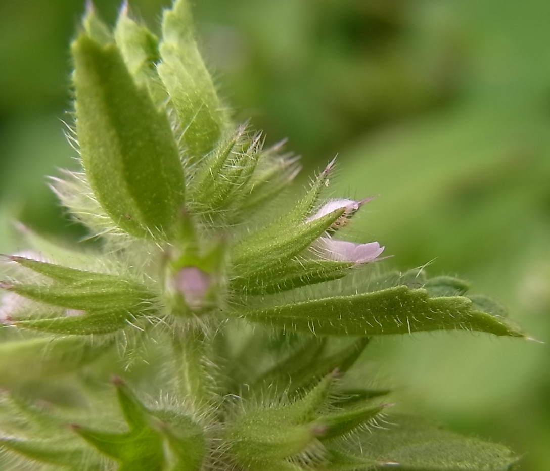 Image of Stachys arvensis specimen.