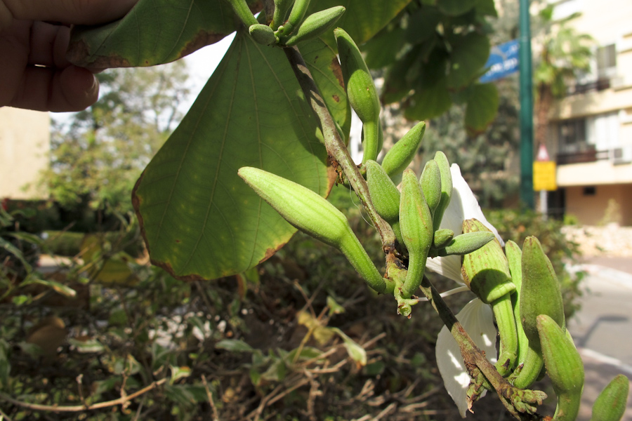 Image of Bauhinia variegata specimen.