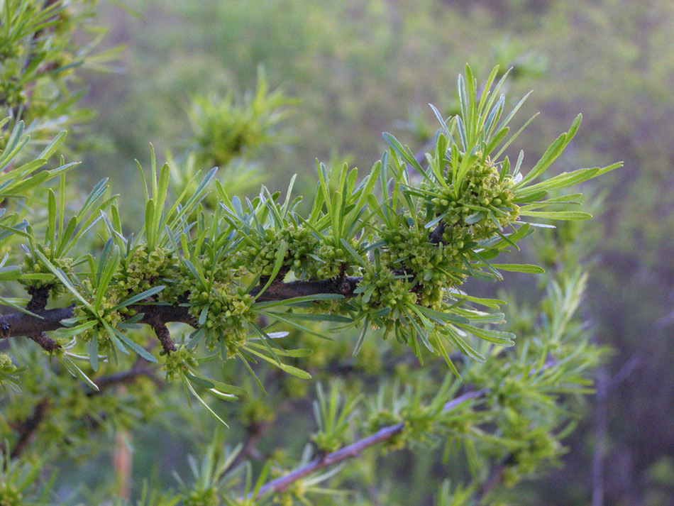 Image of Rhamnus erythroxyloides specimen.