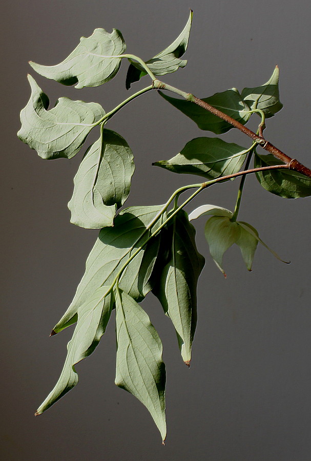 Image of Cynoxylon kousa specimen.