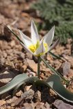 Tulipa turkestanica. Цветущее растение. Южный Казахстан, горы Каракус; высота примерно 800 м н.у.м. 03.04.2012.