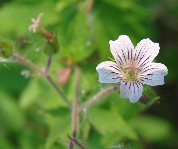 Image of Geranium krylovii specimen.