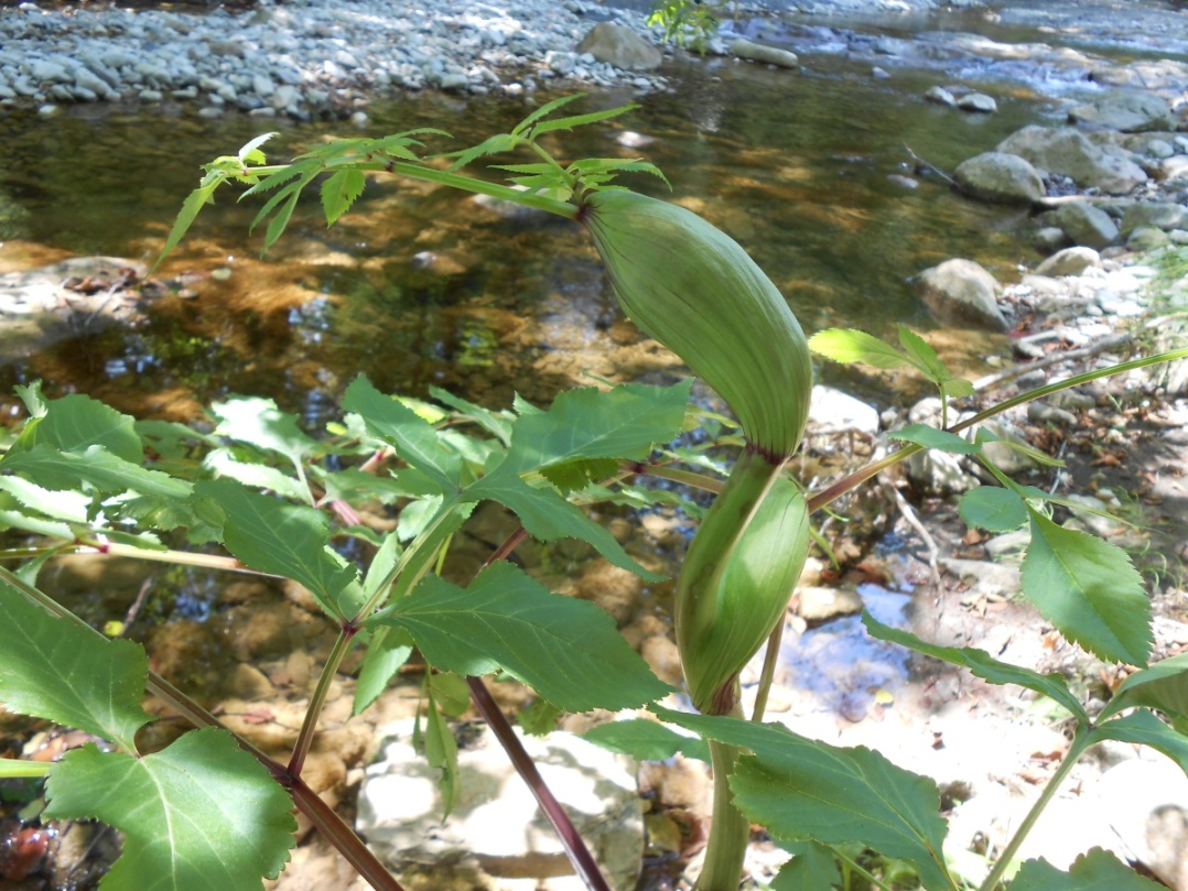 Image of Angelica sylvestris specimen.