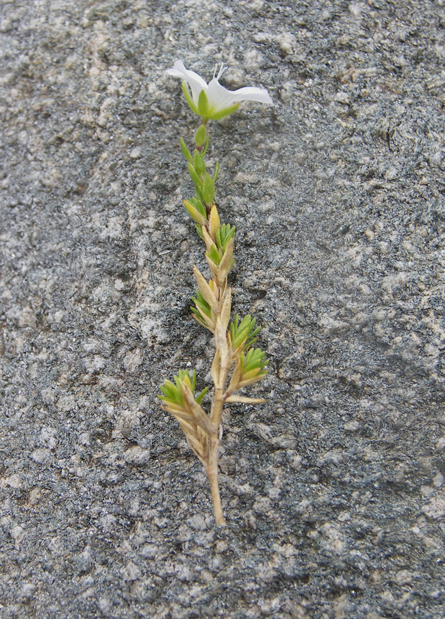 Image of Minuartia colchica specimen.