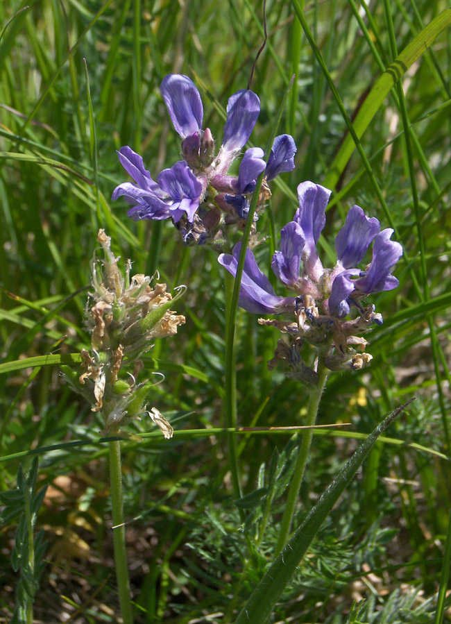 Image of Oxytropis lazica specimen.