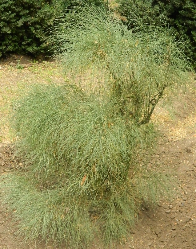 Image of Ephedra procera specimen.