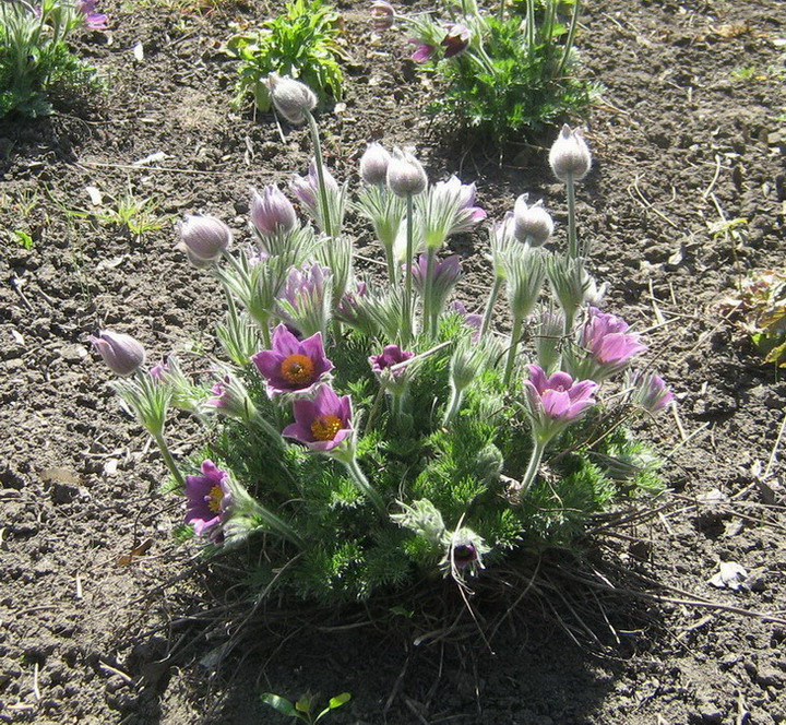 Image of Pulsatilla vulgaris specimen.