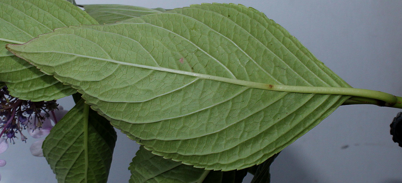 Image of Hydrangea macrophylla specimen.