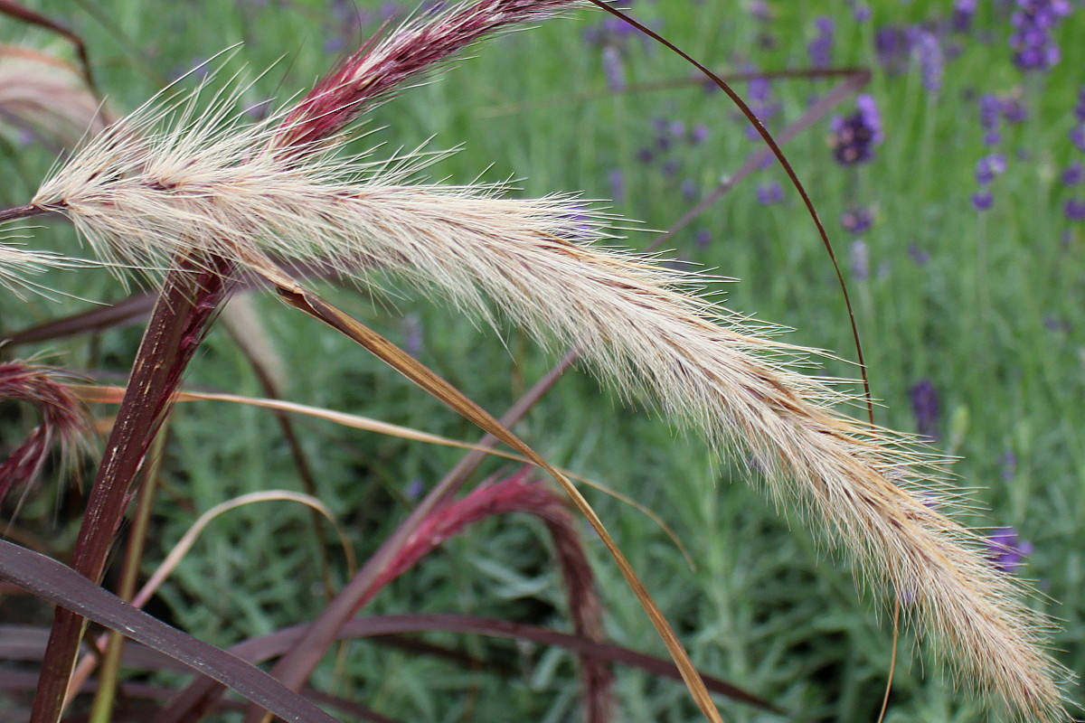 Image of Pennisetum setaceum specimen.