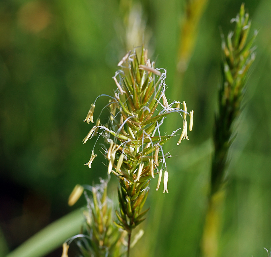 Image of Anthoxanthum odoratum specimen.