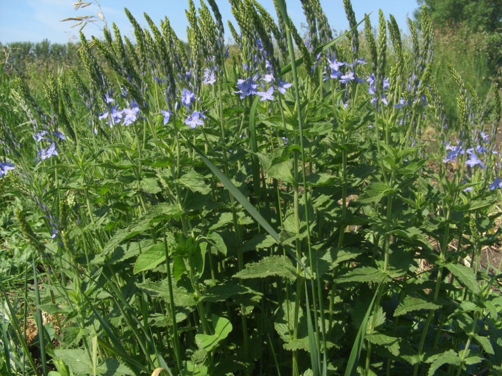 Изображение особи Veronica teucrium.