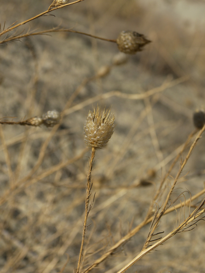 Image of Callicephalus nitens specimen.