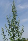 Chenopodium album