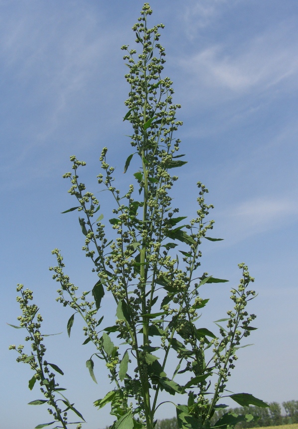 Изображение особи Chenopodium album.