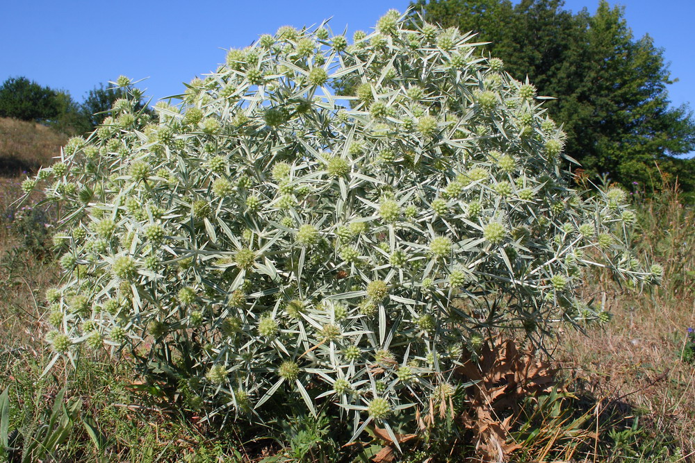 Изображение особи Eryngium campestre.