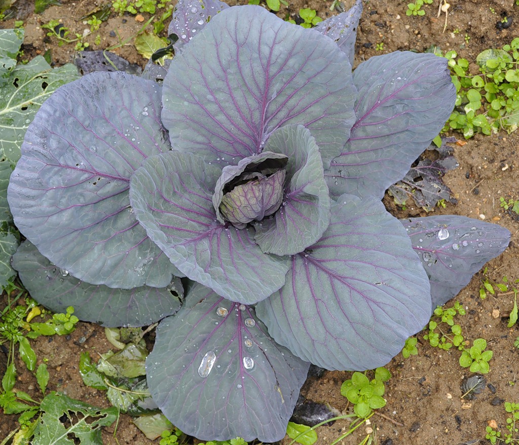 Image of Brassica oleracea var. capitata specimen.