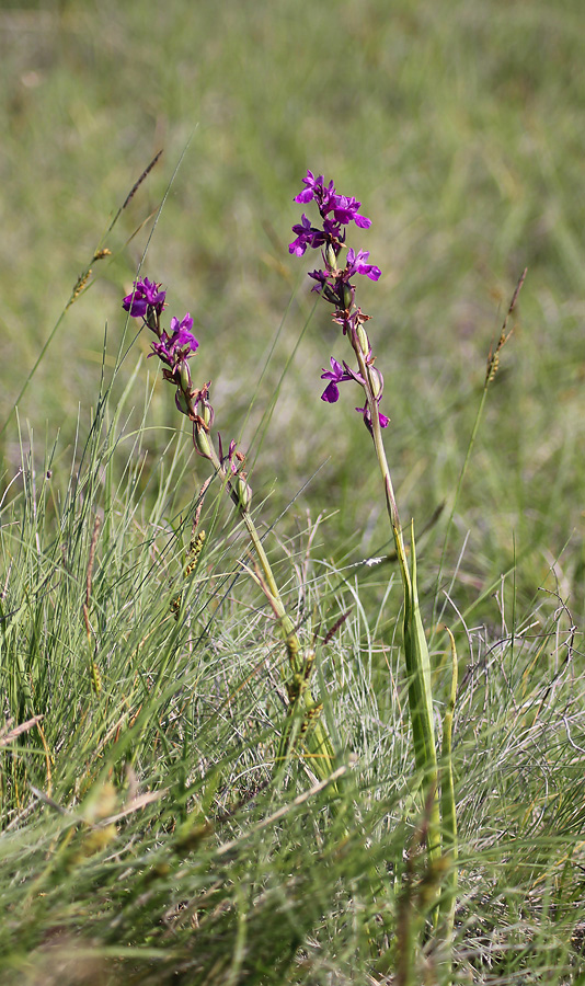 Изображение особи Anacamptis laxiflora ssp. dielsiana.