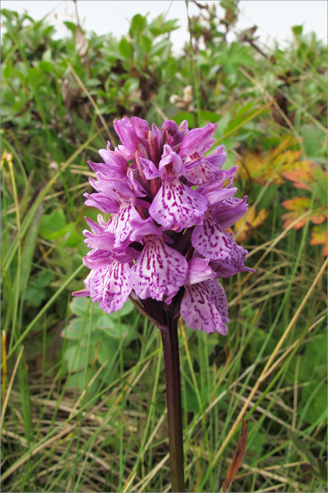 Image of Dactylorhiza psychrophila specimen.