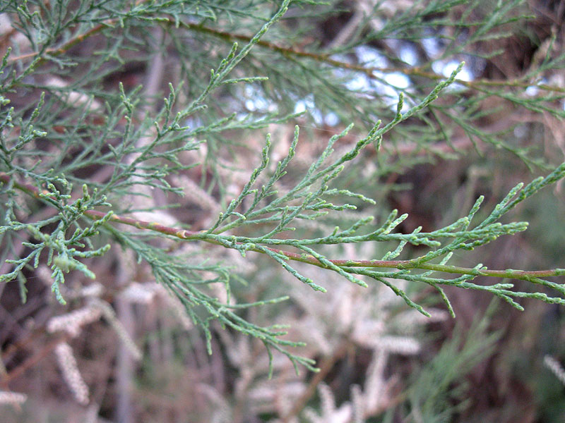 Image of genus Tamarix specimen.