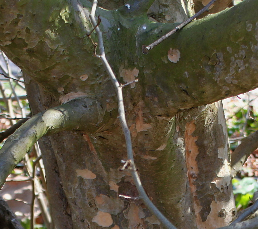 Image of Parrotia persica specimen.