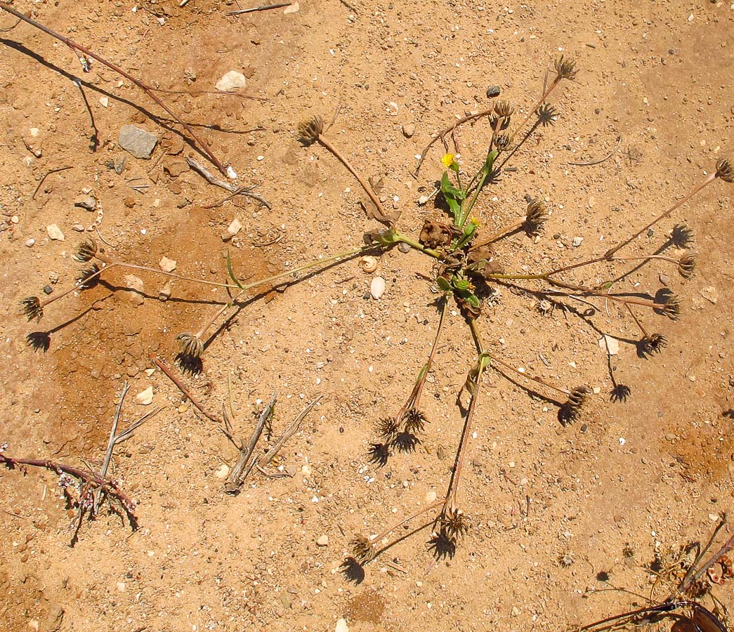 Image of Hedypnois rhagadioloides specimen.