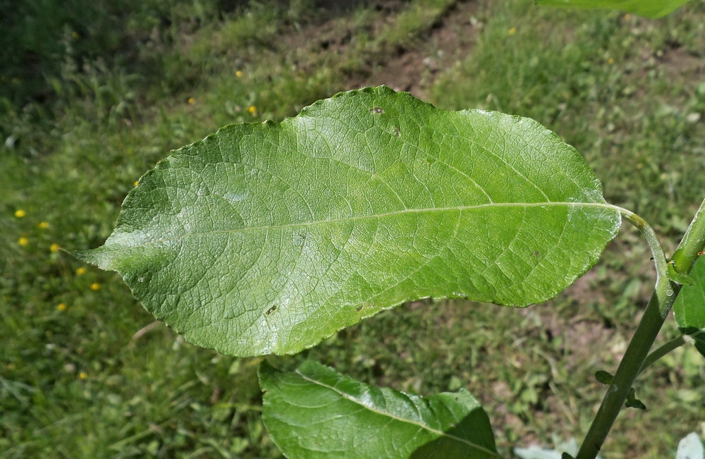 Image of Salix caprea specimen.