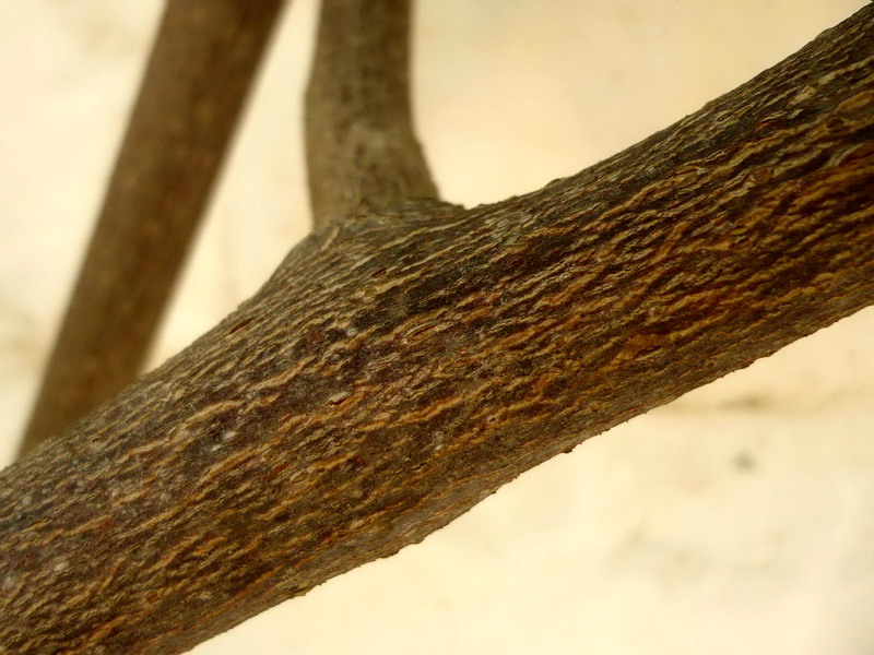 Image of Actinidia chinensis var. deliciosa specimen.