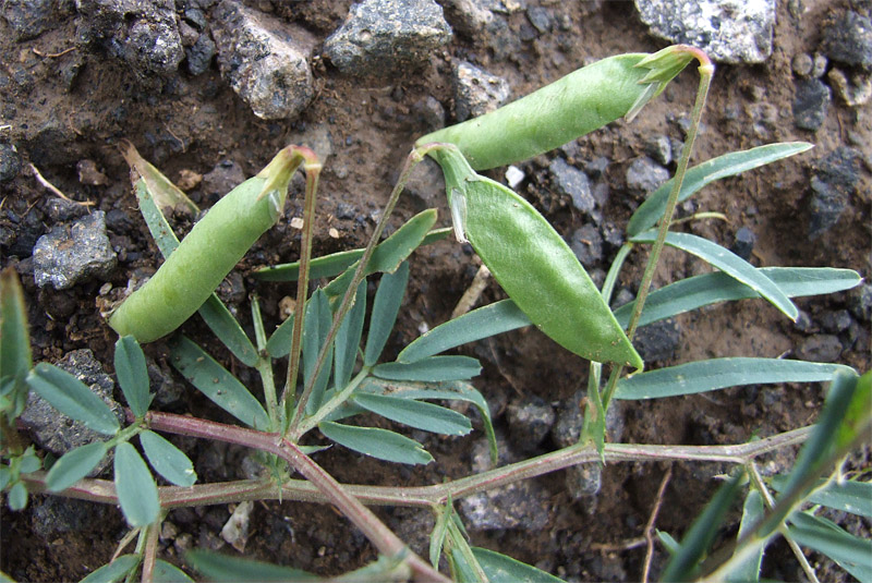 Image of Vicia cappadocica specimen.