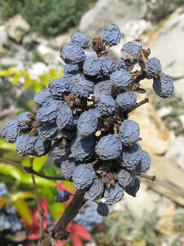 Image of Mahonia aquifolium specimen.