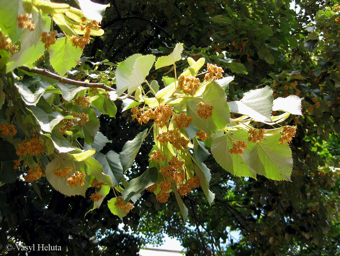 Image of Tilia mandshurica specimen.