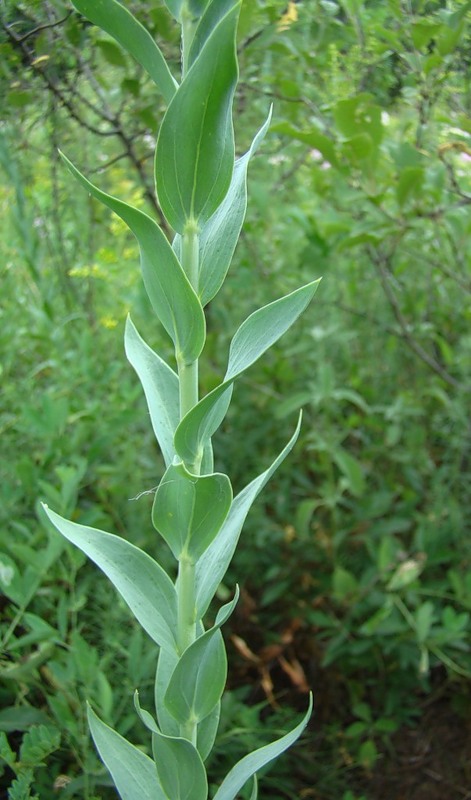 Image of Linaria genistifolia specimen.