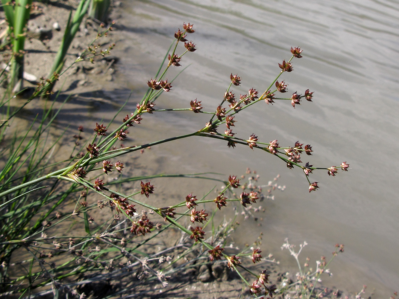 Image of Juncus articulatus specimen.