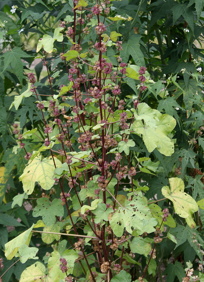 Изображение особи семейство Malvaceae.