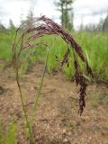 genus Calamagrostis. Соцветие. Республика Бурятия, Баунтовский эвенкийский р-н, окр. пос. Северный, долина р. Има, между колеями дорожного пути на сыром лугу. 01.07.2013.