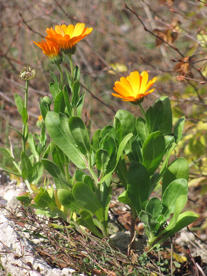 Image of Calendula officinalis specimen.