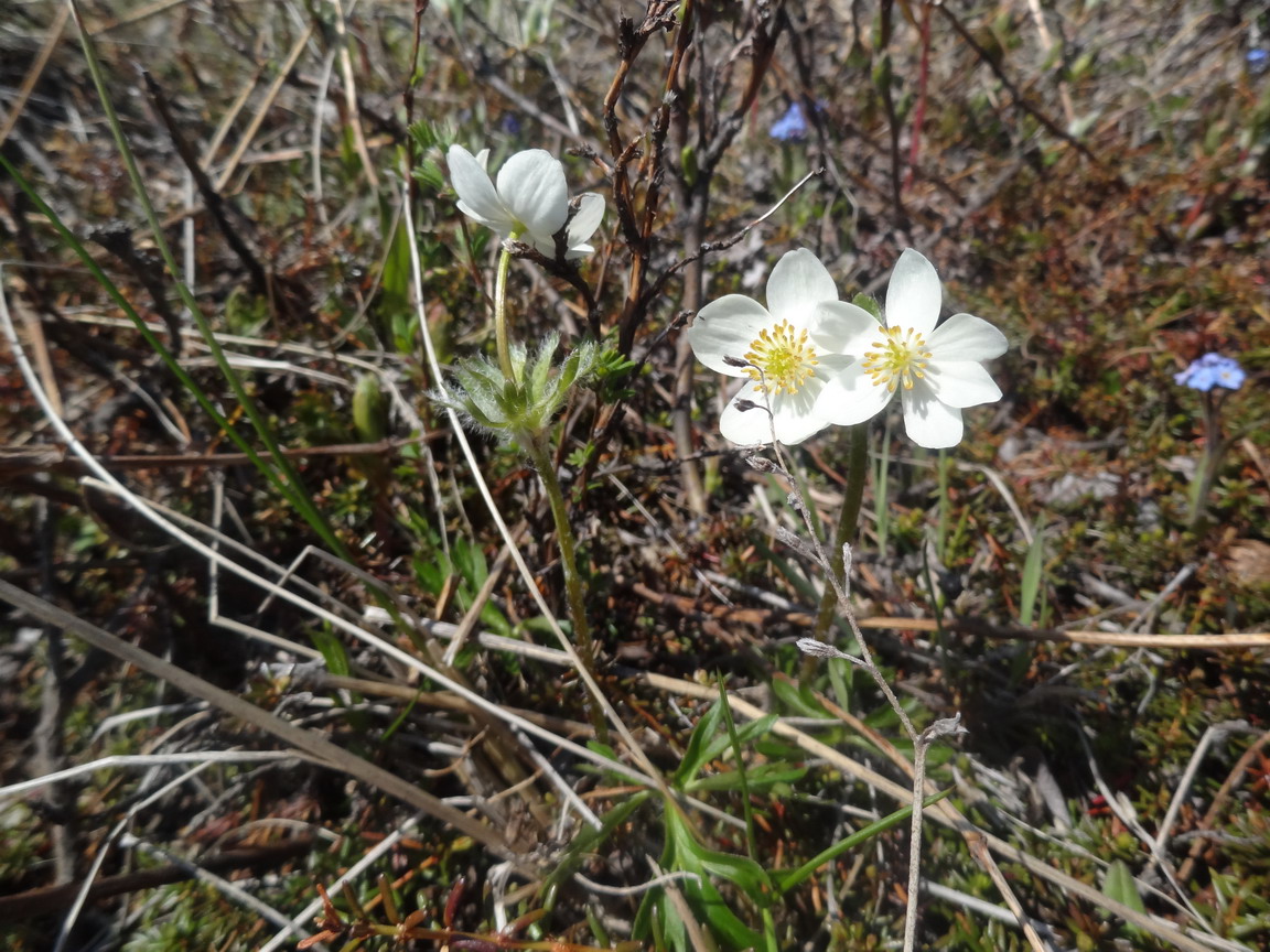 Изображение особи Anemonastrum sibiricum.