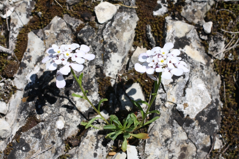 Image of Iberis simplex specimen.