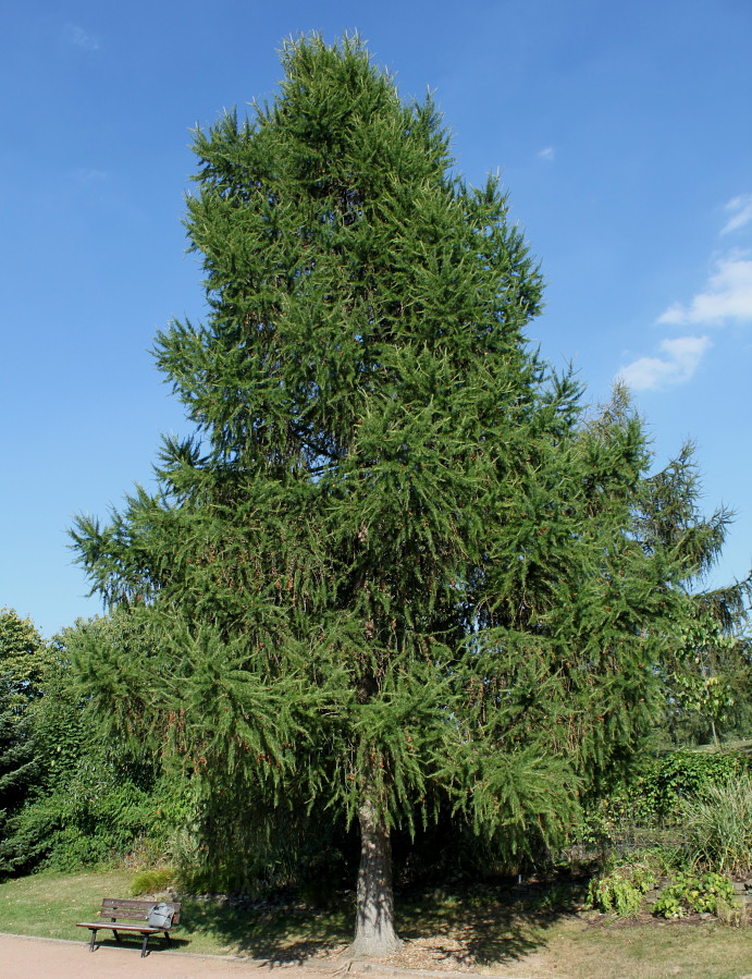 Image of Larix decidua specimen.