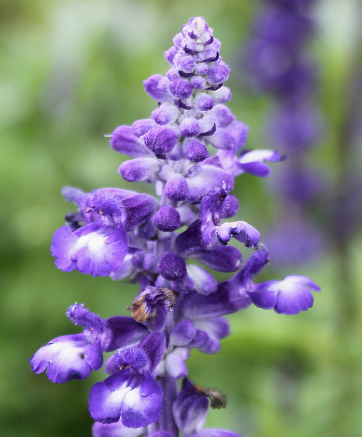 Изображение особи Salvia farinacea.