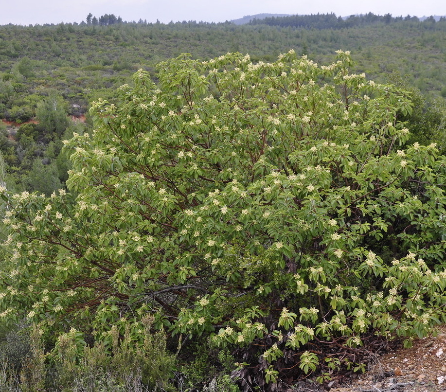 Image of Arbutus andrachne specimen.