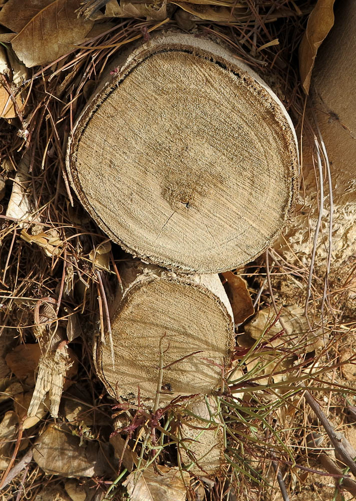 Image of Moringa peregrina specimen.