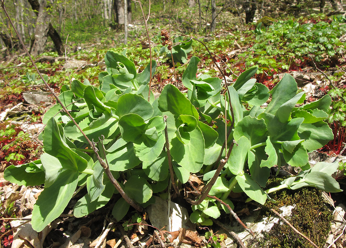 Изображение особи Hylotelephium caucasicum.