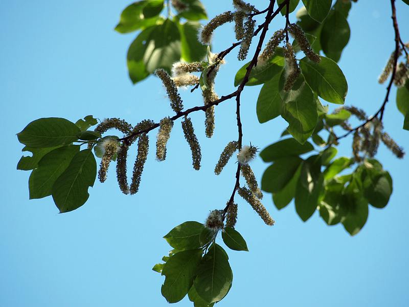 Image of Salix caprea specimen.