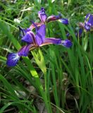Iris colchica