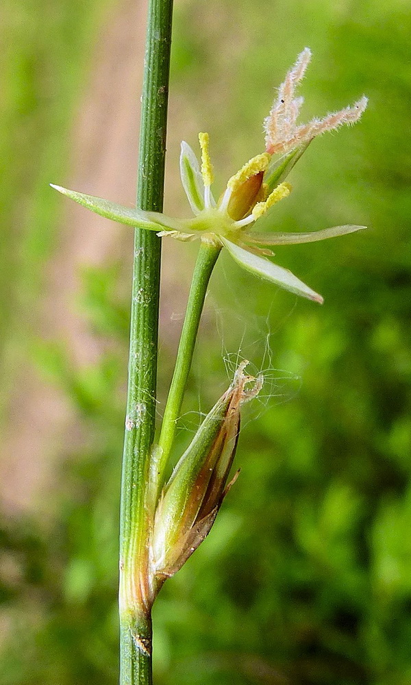 Image of Juncus brachyspathus specimen.