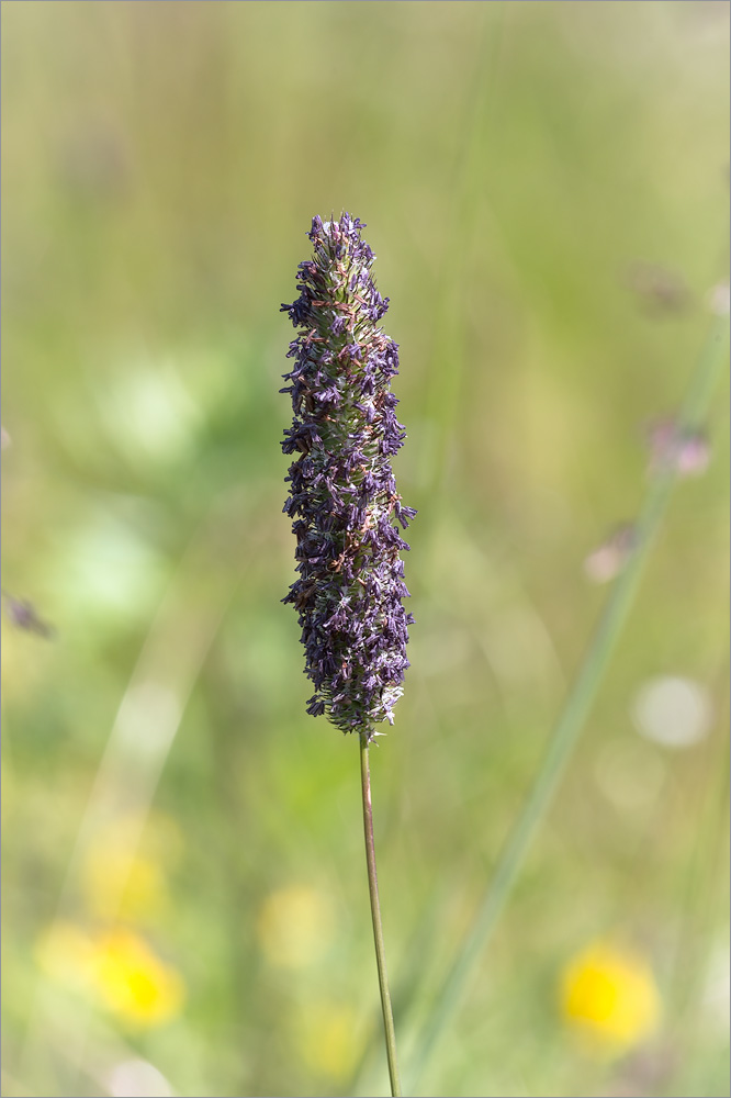 Изображение особи Phleum pratense.