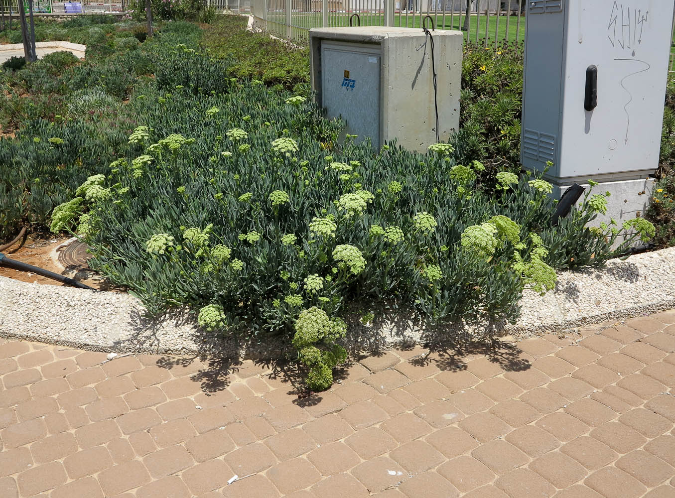 Image of Crithmum maritimum specimen.