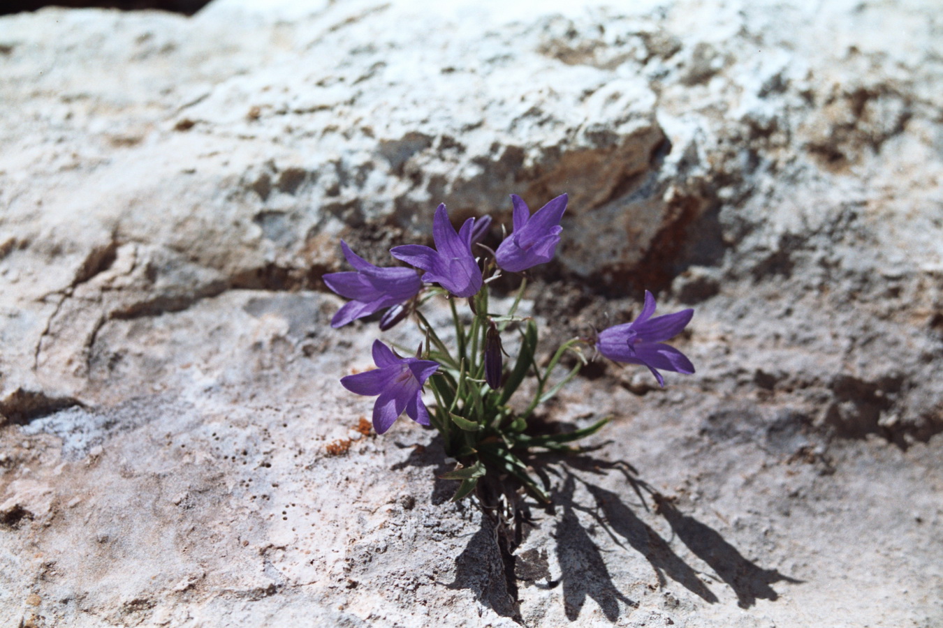 Image of Campanula capusii specimen.