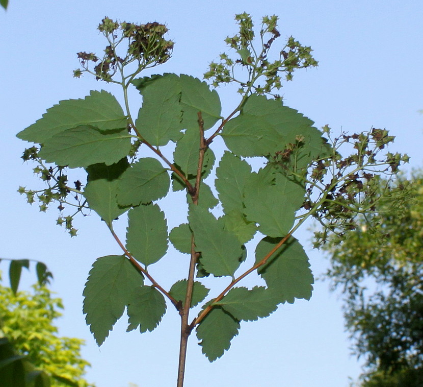 Image of Neillia thyrsiflora specimen.