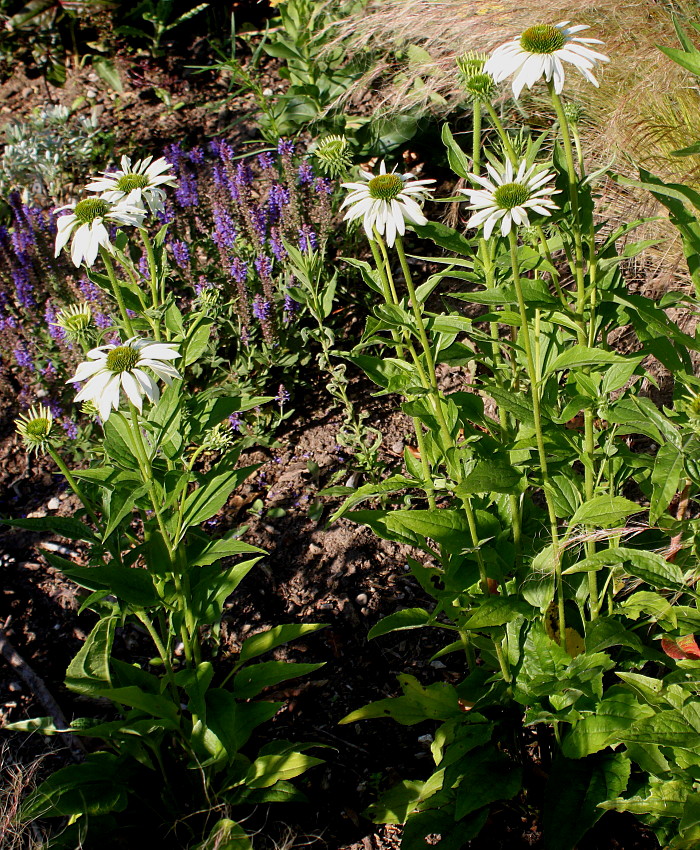 Изображение особи Echinacea purpurea.